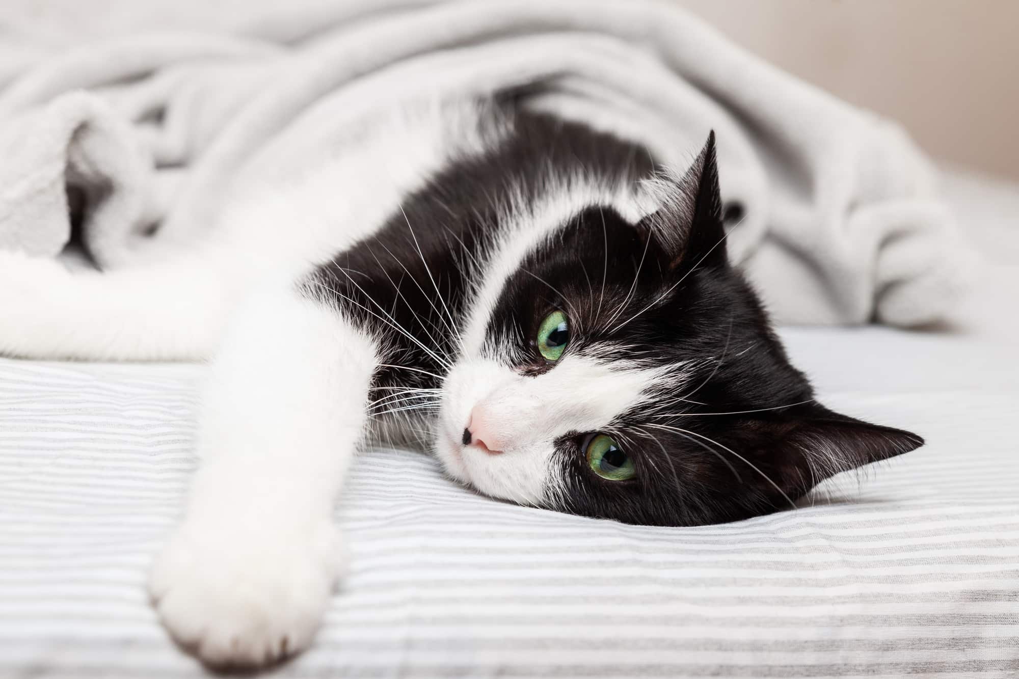 Black ans white relaxing cat under plaid