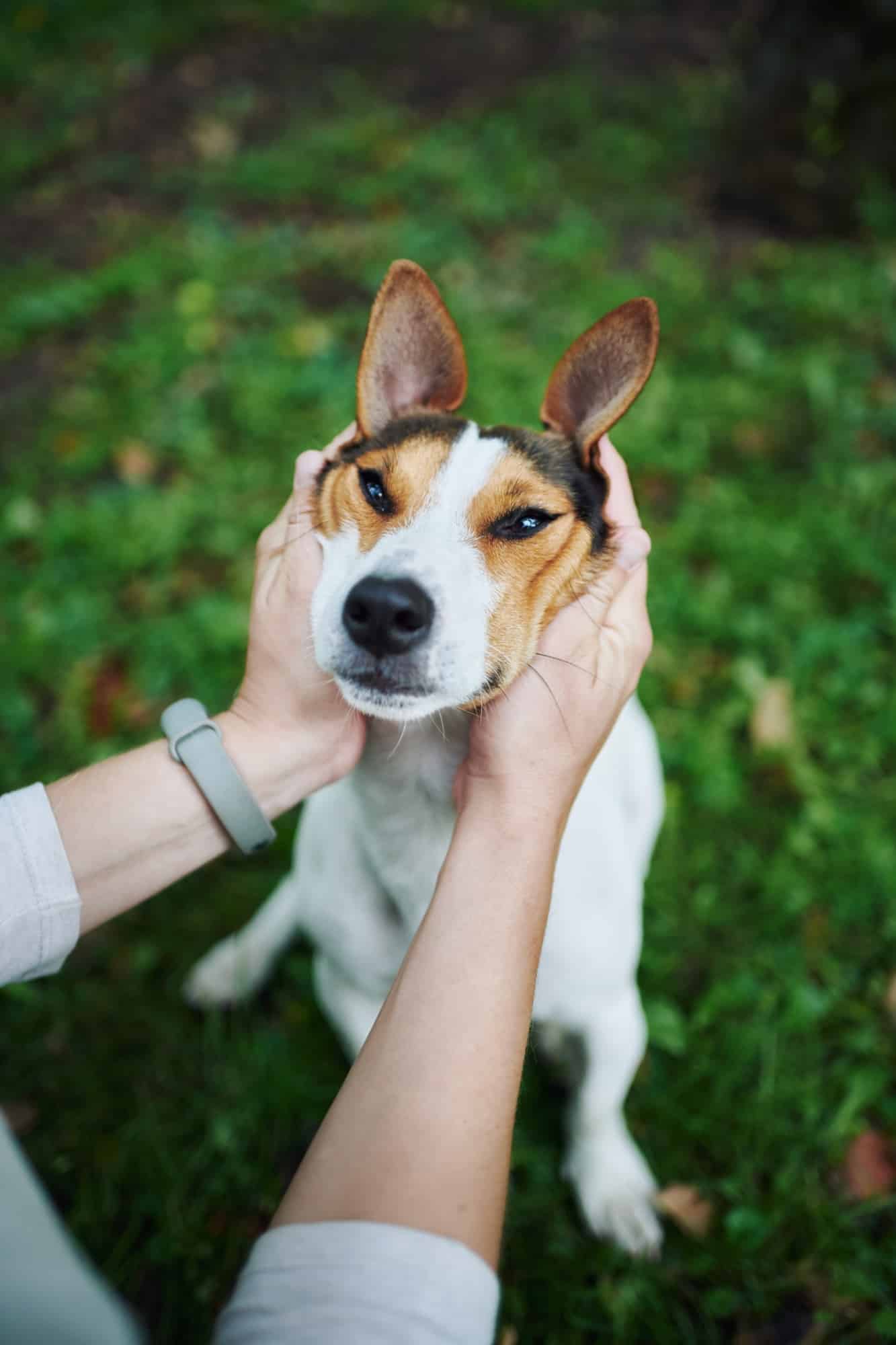 Crop hands petting dog
