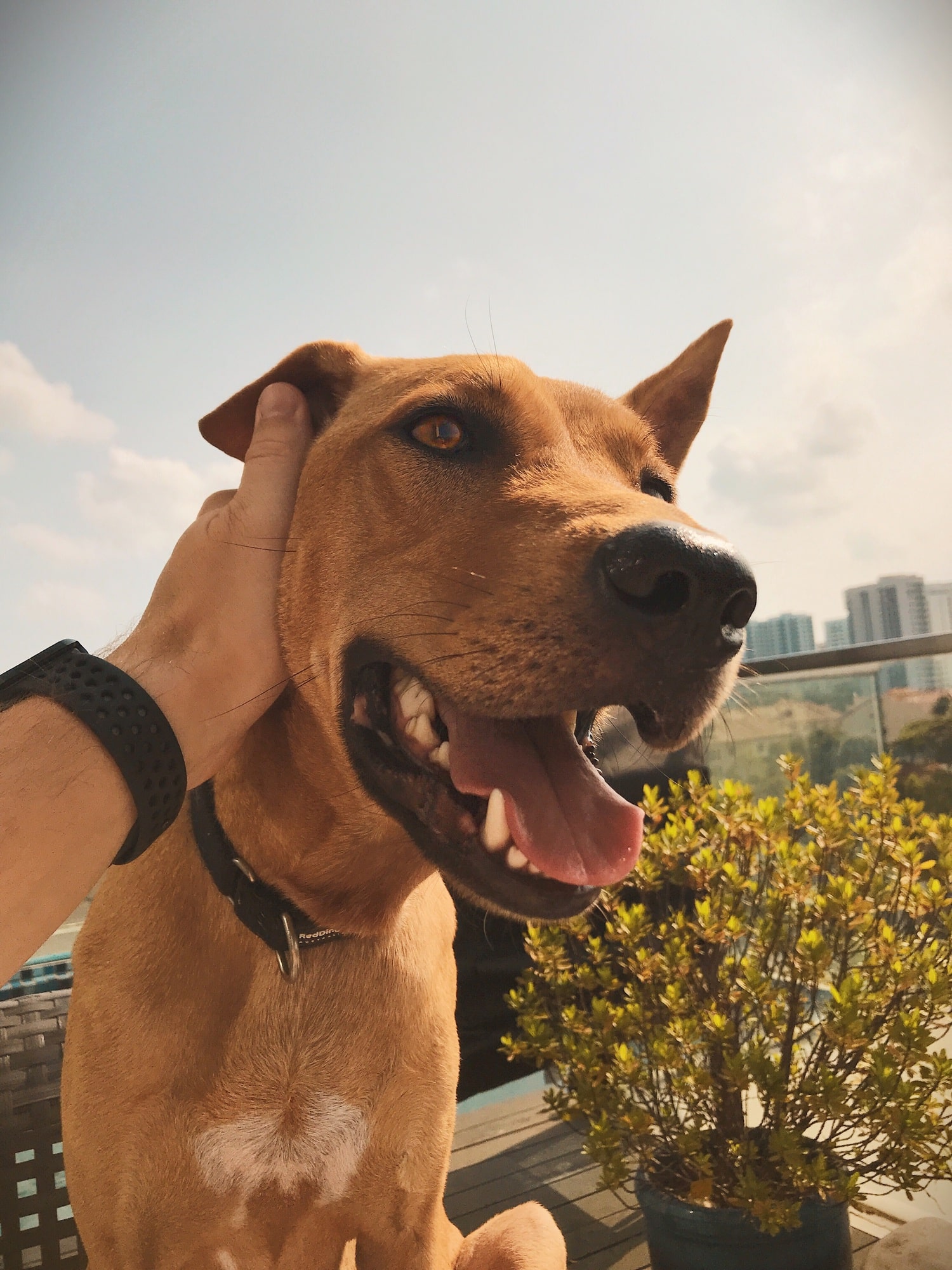 Hand patting a happy dog