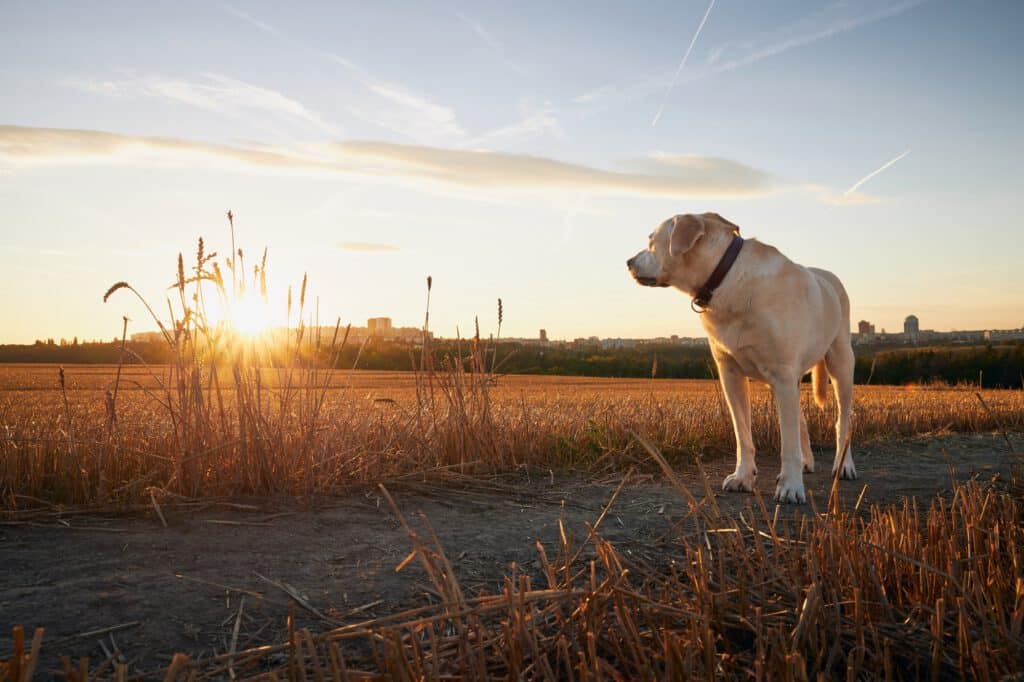 Lonely old dog on path. Sad labrador retriver looking at sunset.