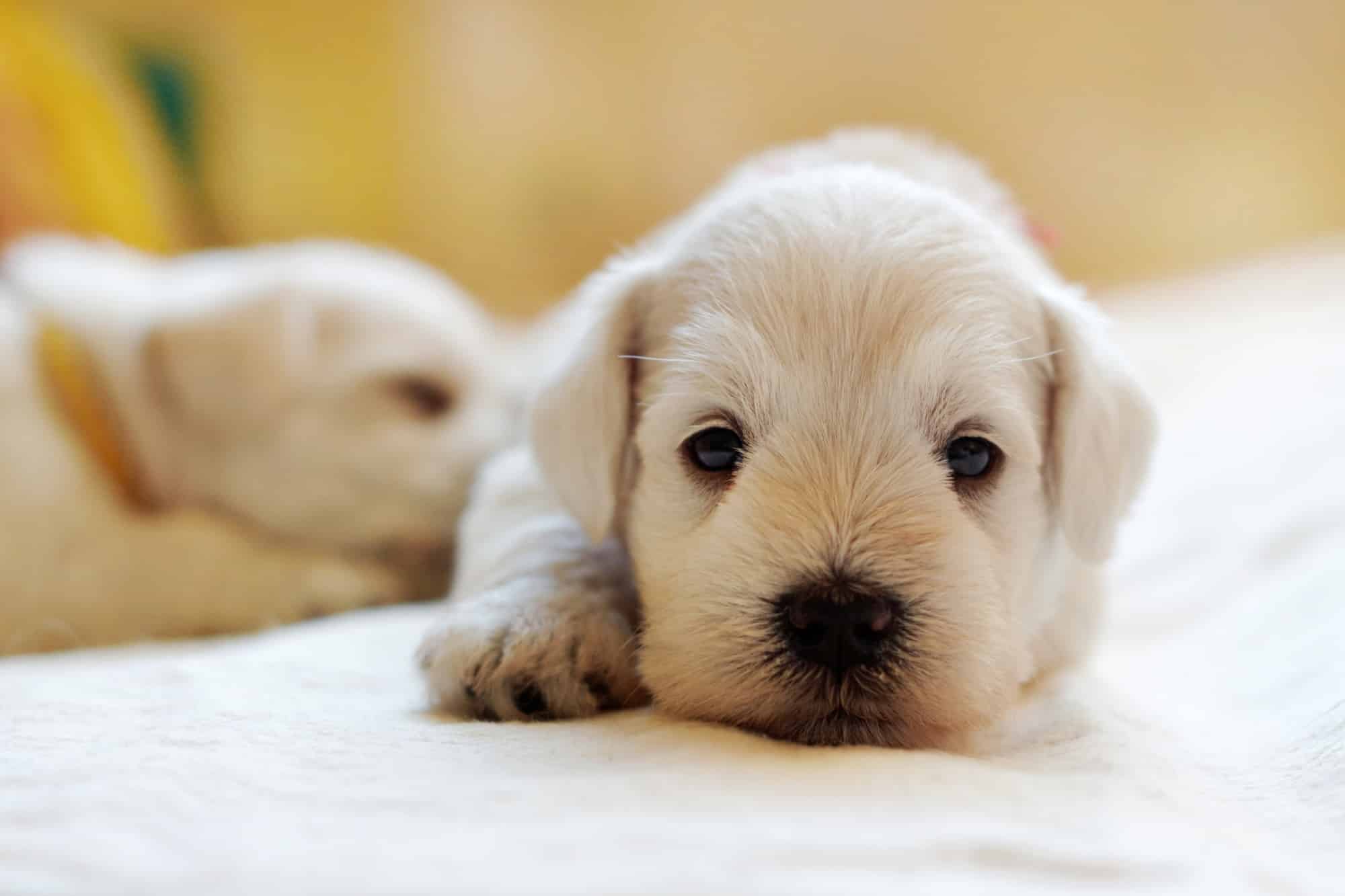 puppy