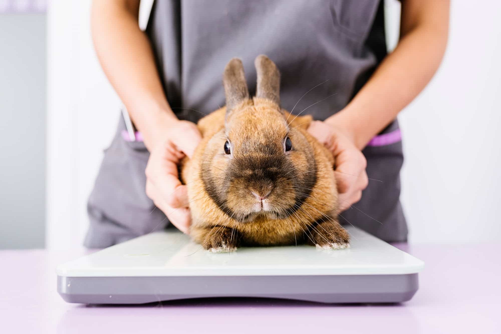 Veterinarian doctor is making a check up of a rabbit.